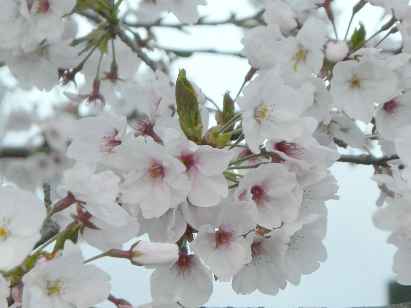 秦野市役所の桜01-2026.04.05