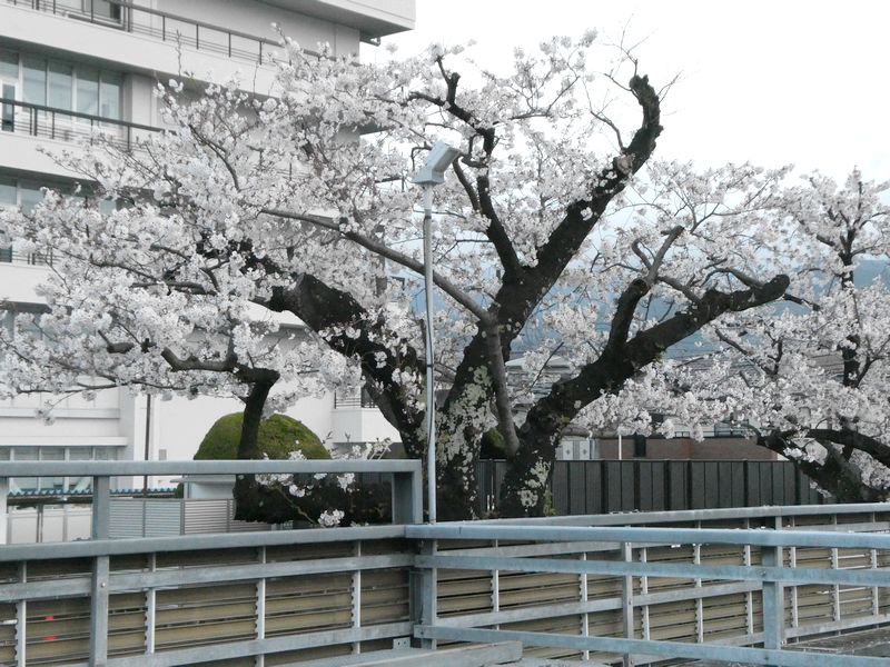 秦野市役所の桜02-2026.04.05