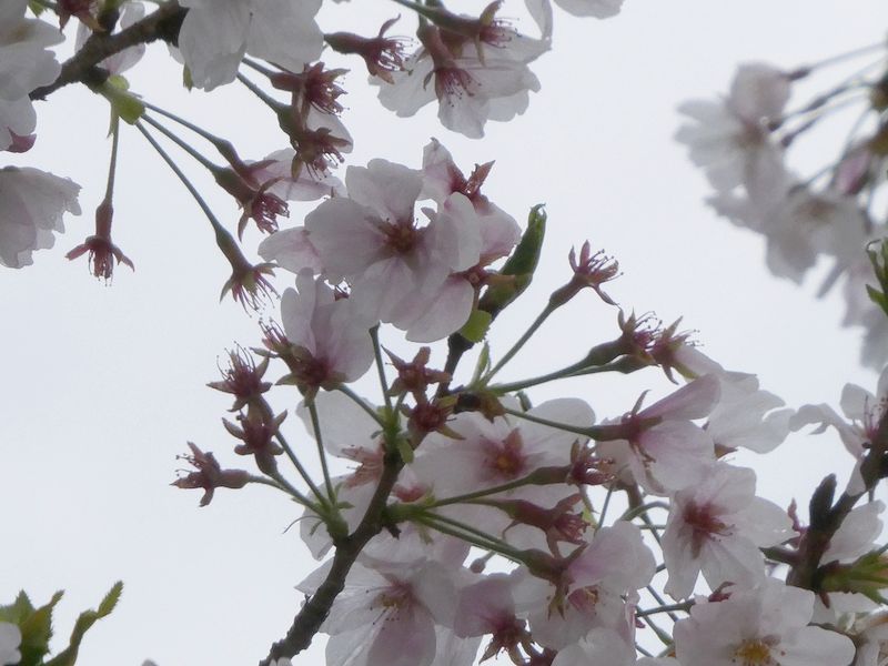 はだの桜みちの桜01-2026.04.05