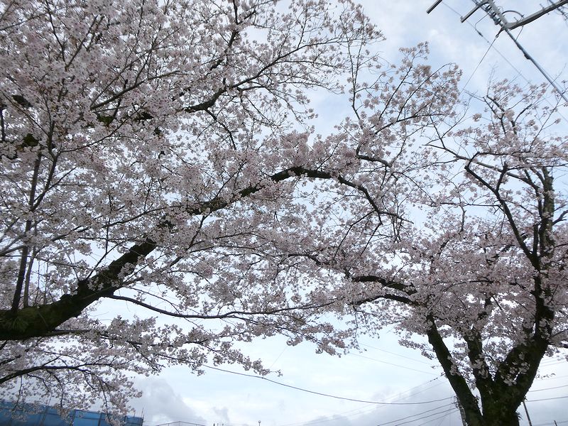 はだの桜みちの桜02-2026.04.05