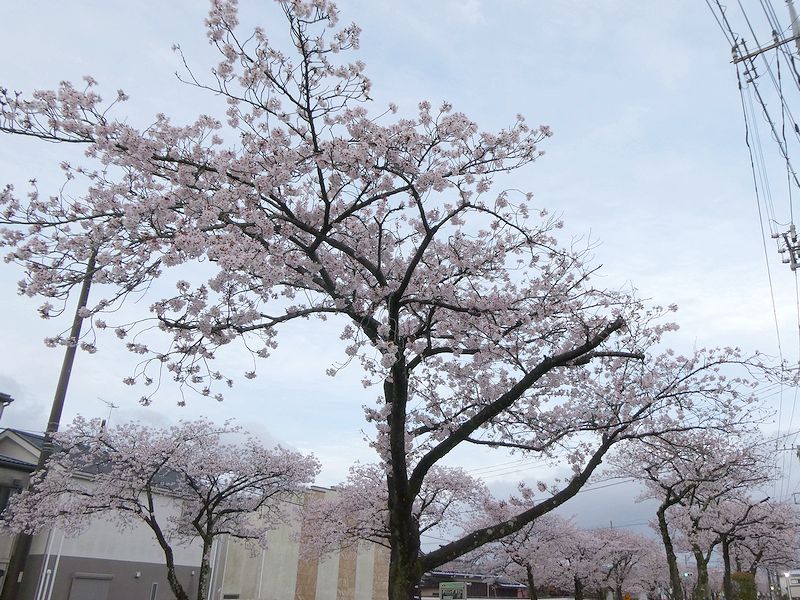 はだの桜みちの桜03-2026.04.05