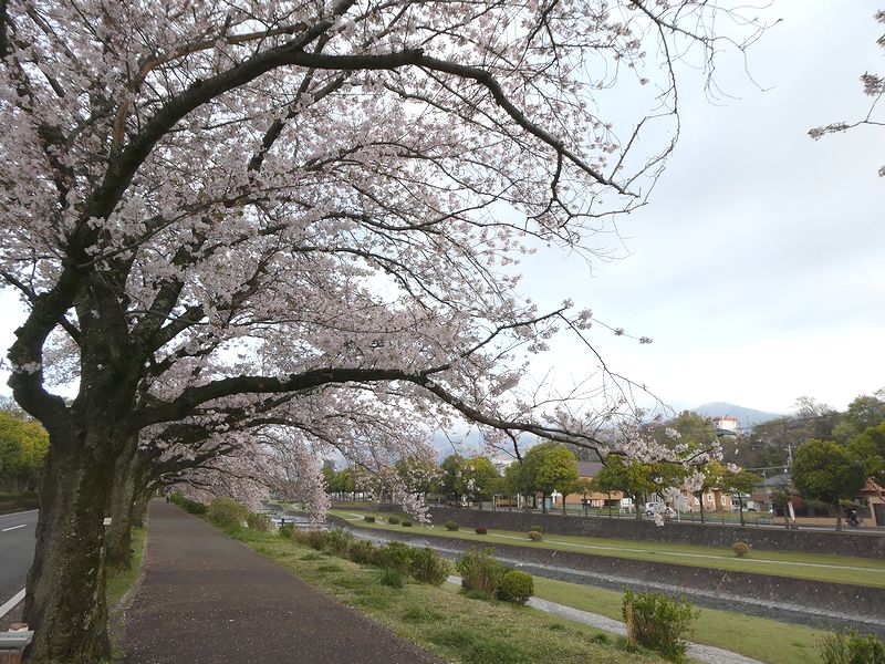 カルチャーパーク前の桜02-2026.04.06