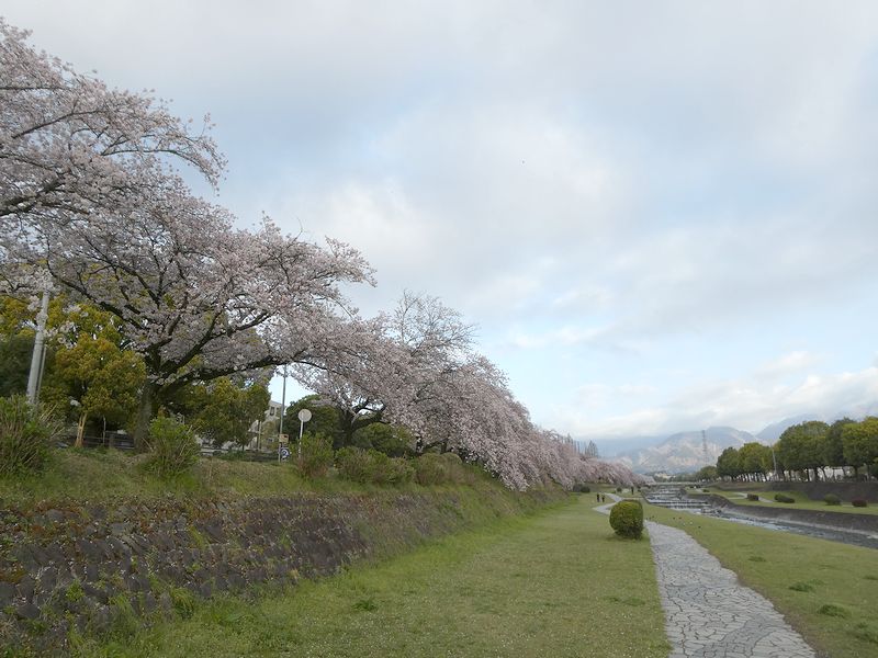 カルチャーパーク前の桜03-2026.04.06