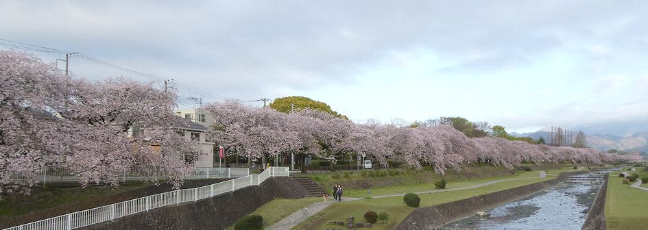 富士見大橋から見た桜01-2026.04.06