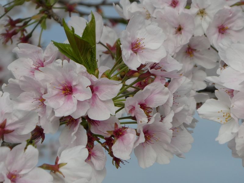 秦野市役所の桜01-2026.04.06