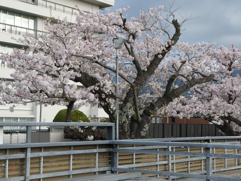 秦野市役所の桜02-2026.04.06
