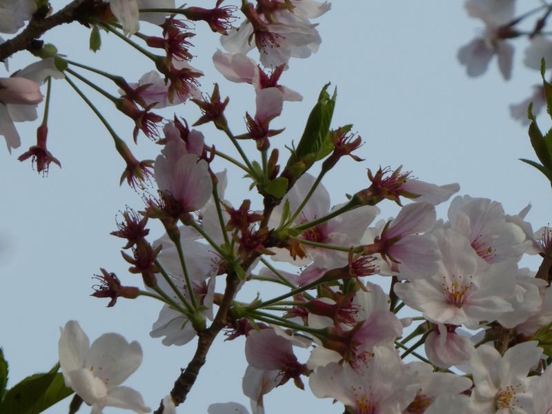 はだの桜みちの桜01-2026.04.06