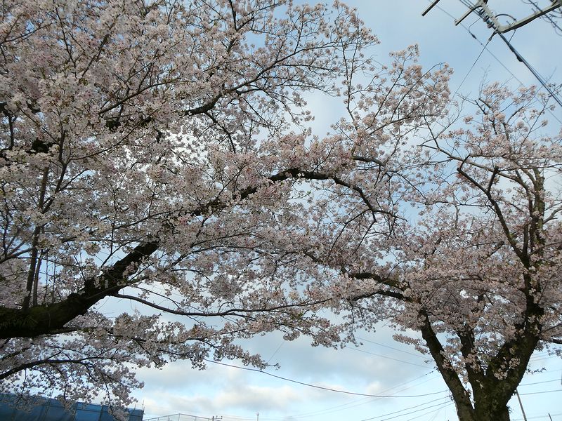 はだの桜みちの桜02-2026.04.06