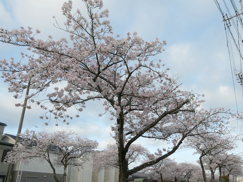 はだの桜みちの桜03-2026.04.06