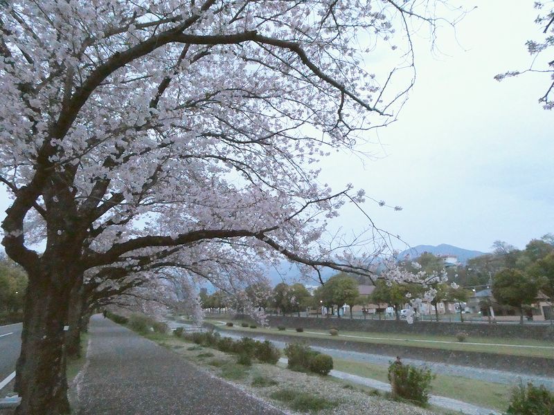 カルチャーパーク前の桜02-2026.04.07