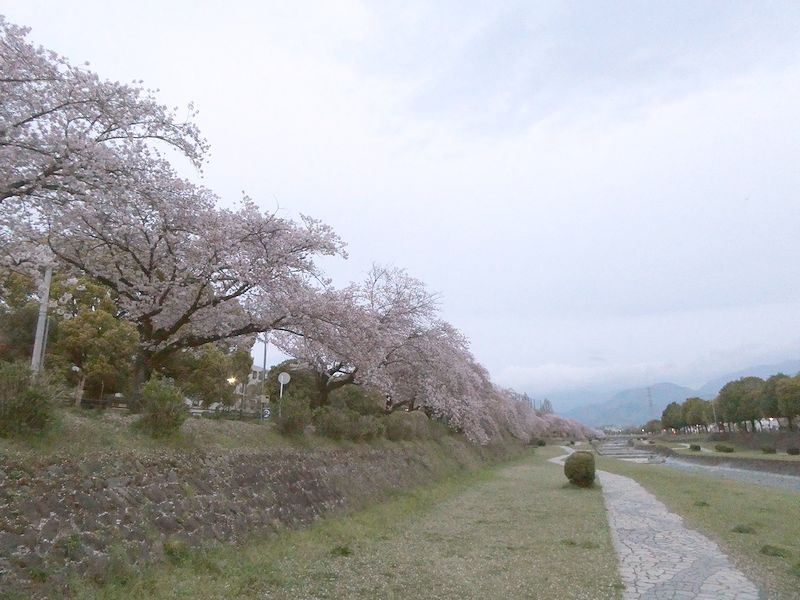 カルチャーパーク前の桜03-2026.04.07