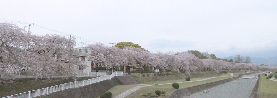 富士見大橋から見た桜01-2026.04.07