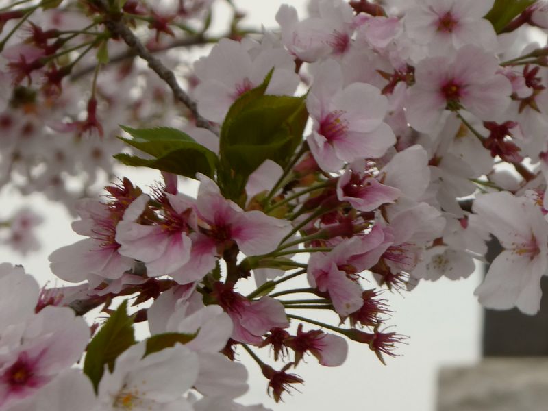 秦野市役所の桜01-2026.04.07