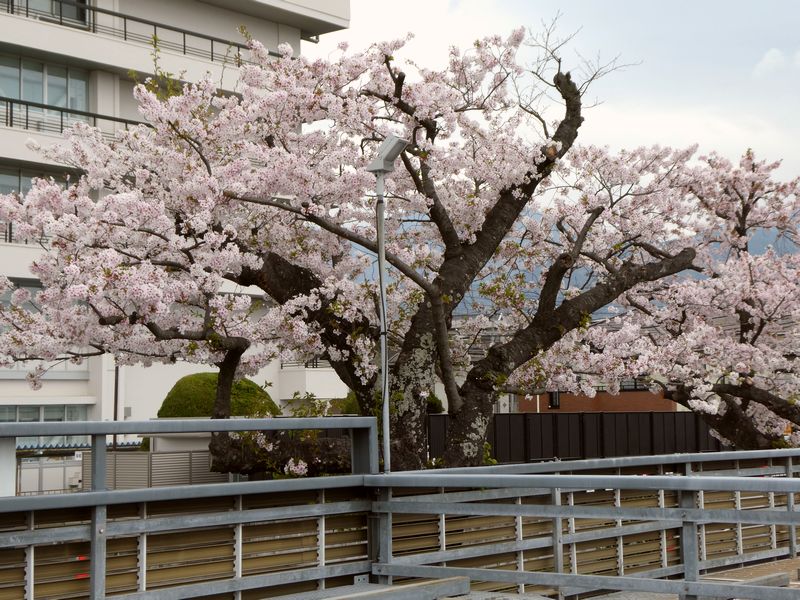 秦野市役所の桜02-2026.04.07