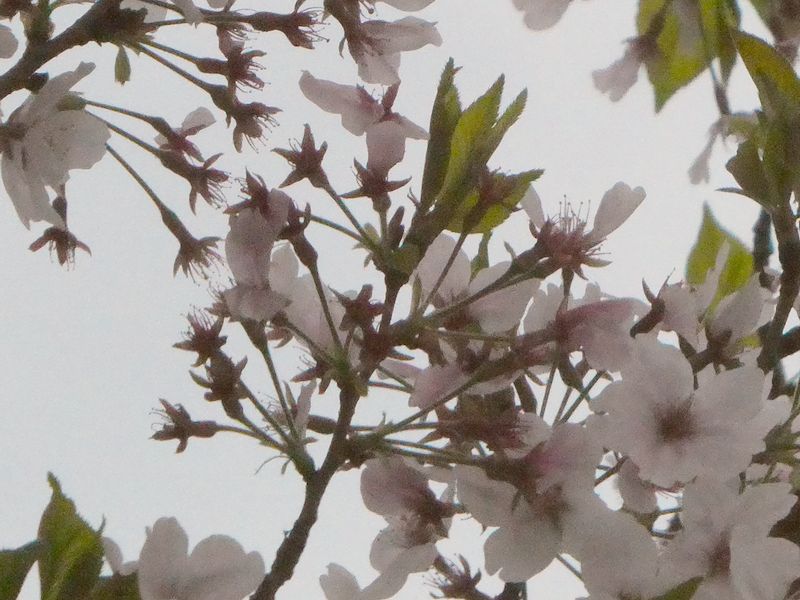 はだの桜みちの桜01-2026.04.07