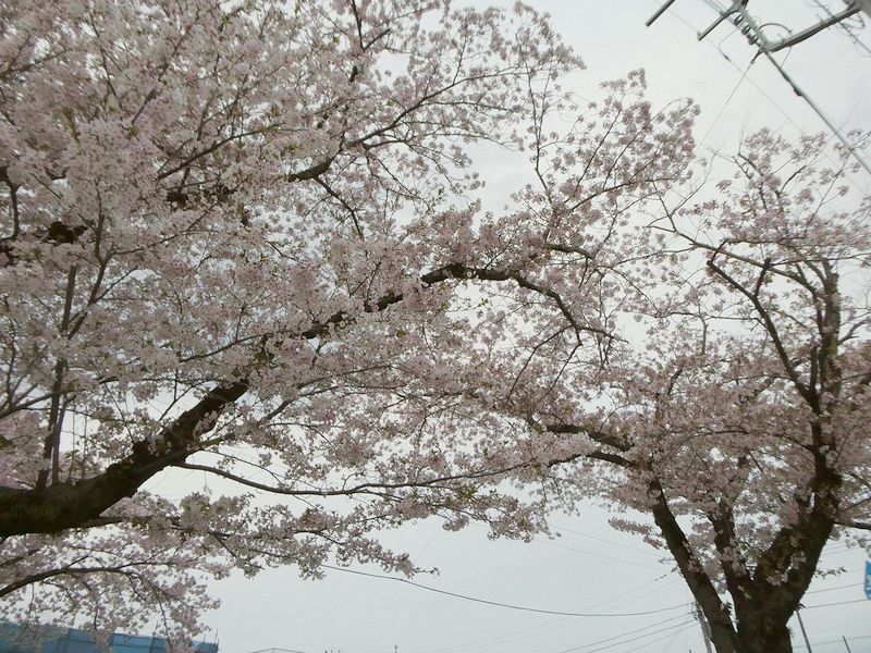 はだの桜みちの桜02-2026.04.07