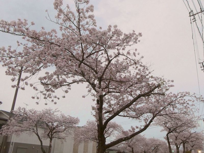 はだの桜みちの桜03-2026.04.07