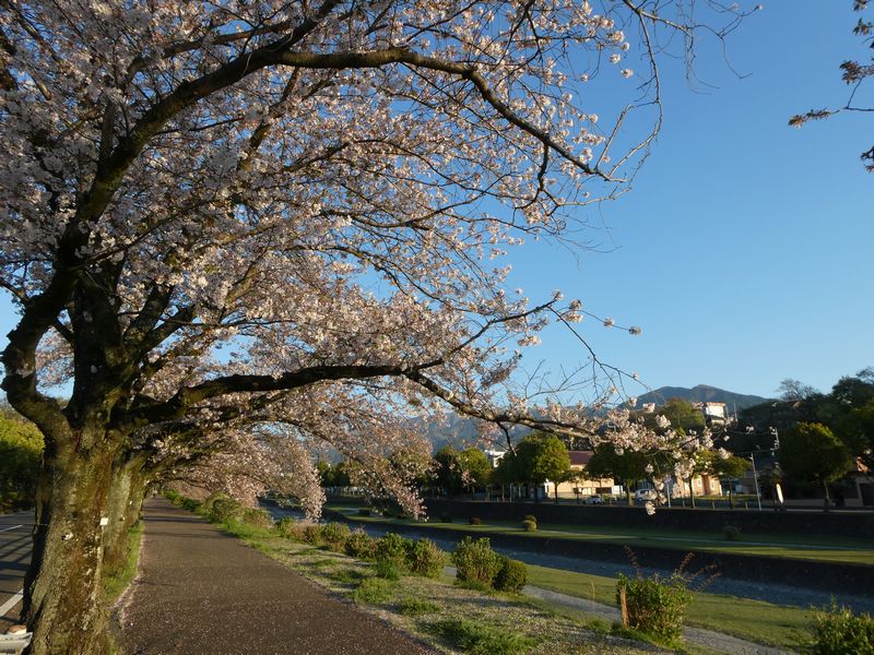 カルチャーパーク前の桜02-2026.04.08