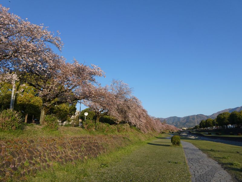 カルチャーパーク前の桜03-2026.04.08