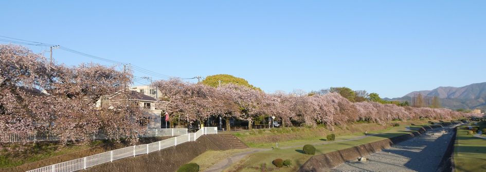 富士見大橋から見た桜01-2026.04.08