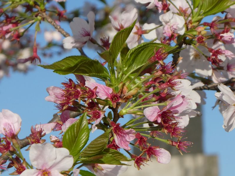 秦野市役所の桜01-2026.04.08