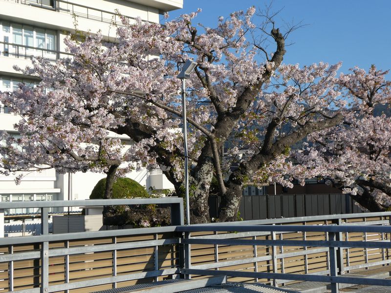 秦野市役所の桜02-2026.04.08
