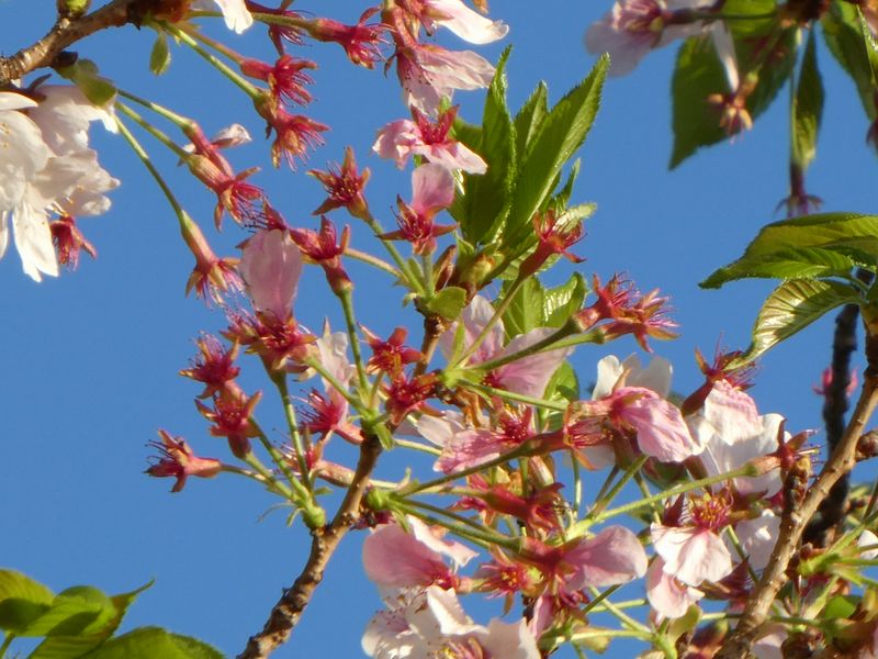 はだの桜みちの桜01-2026.04.08
