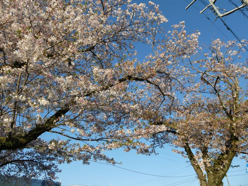 はだの桜みちの桜02-2026.04.08