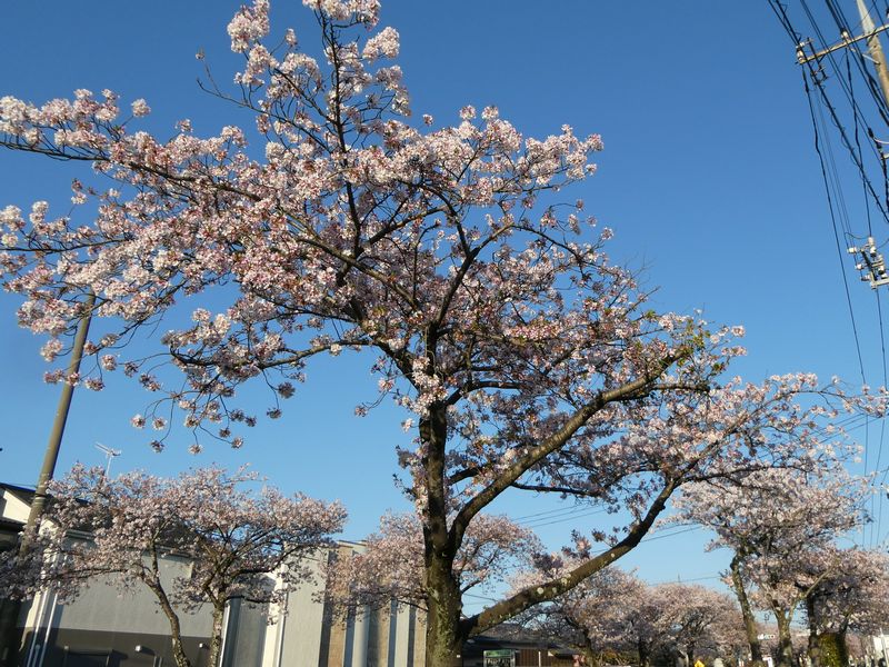 はだの桜みちの桜03-2026.04.08