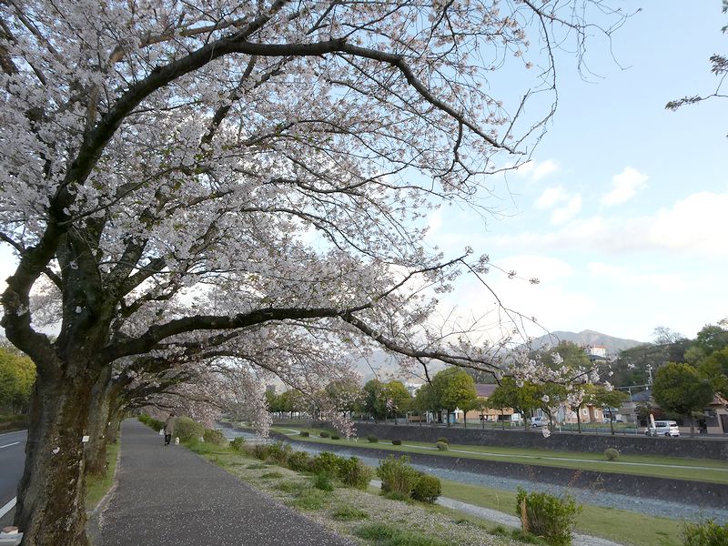 カルチャーパーク前の桜02-2026.4.9