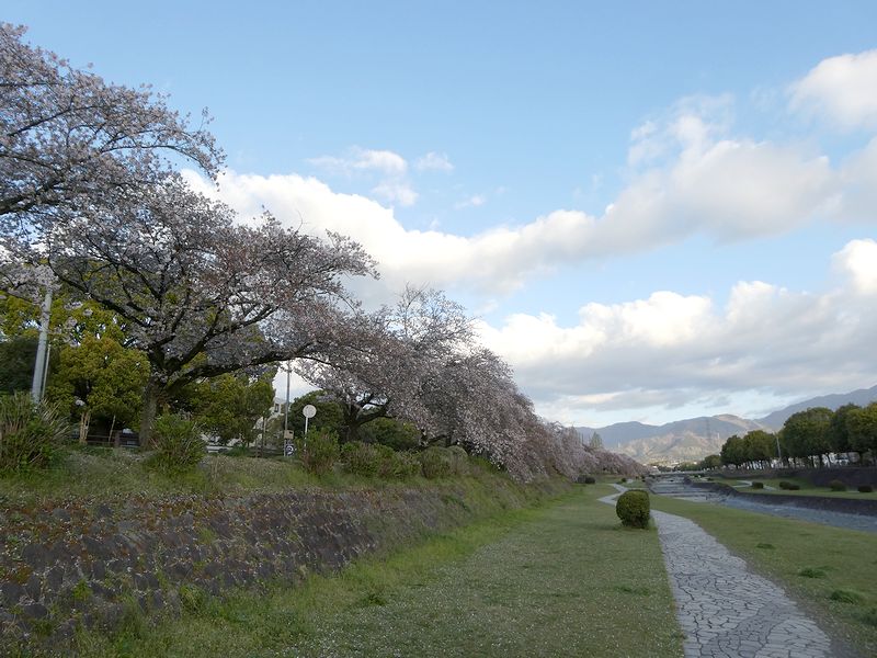 カルチャーパーク前の桜03-2026.4.9