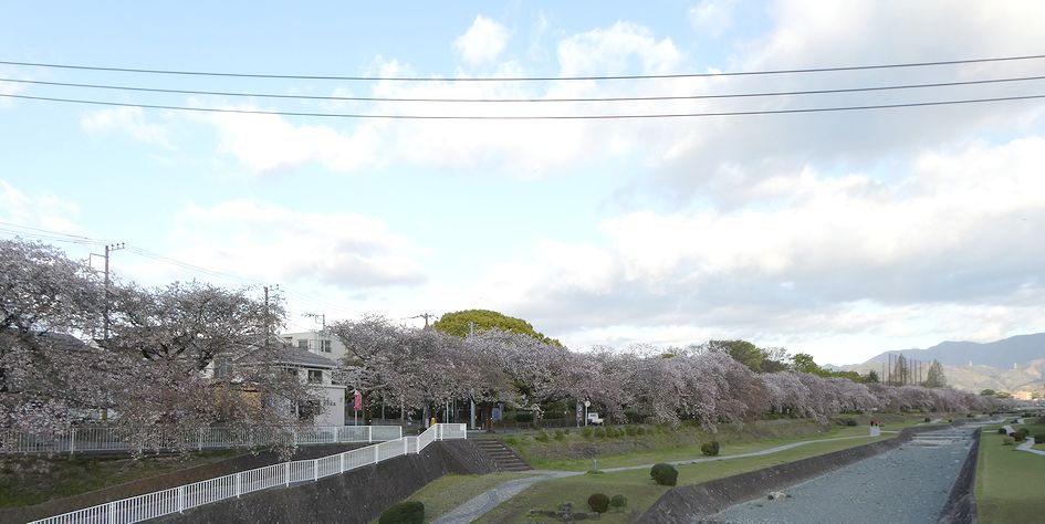 富士見大橋から見た桜01-2026.4.9