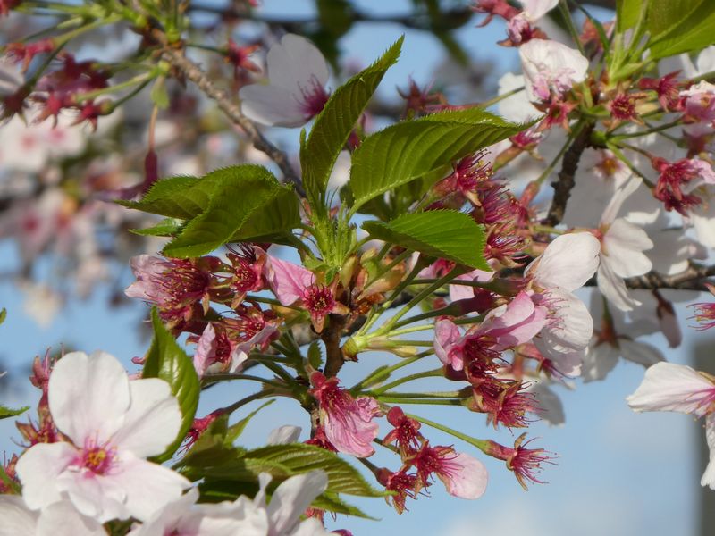 秦野市役所の桜01-2026.4.9