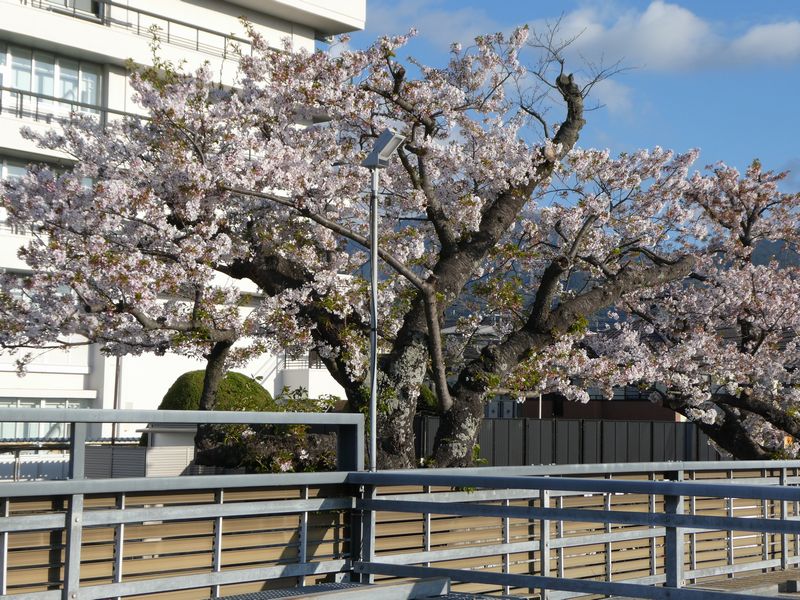 秦野市役所の桜02-2026.4.9