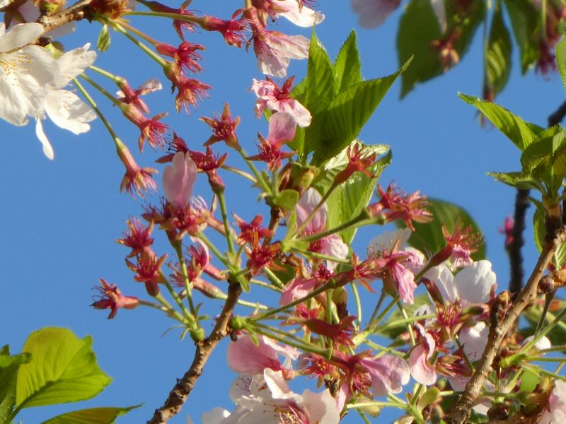 はだの桜みちの桜01-2026.4.9