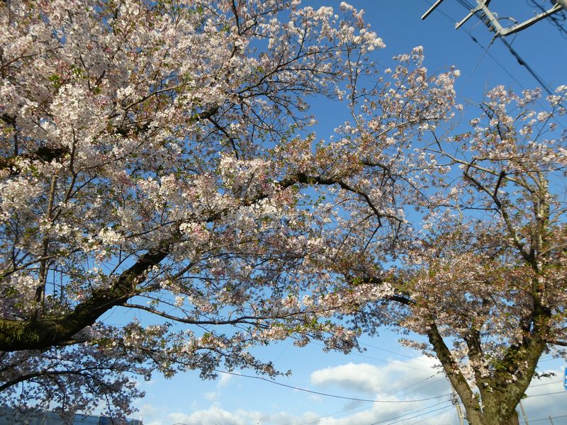 はだの桜みちの桜02-2026.4.9