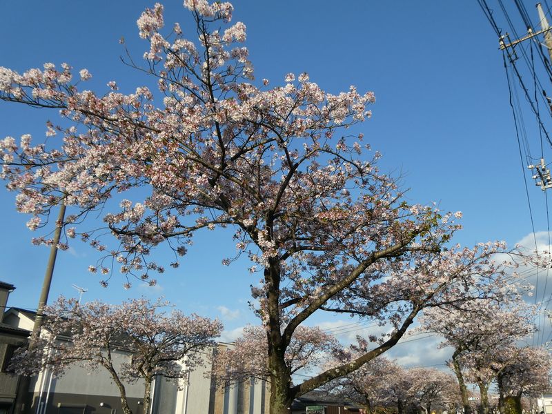 はだの桜みちの桜03-2026.4.9