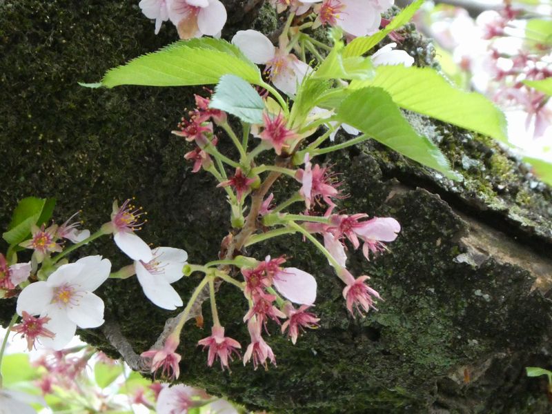 カルチャーパーク前の桜01-2026.04.10