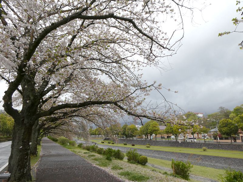 カルチャーパーク前の桜02-2026.04.10