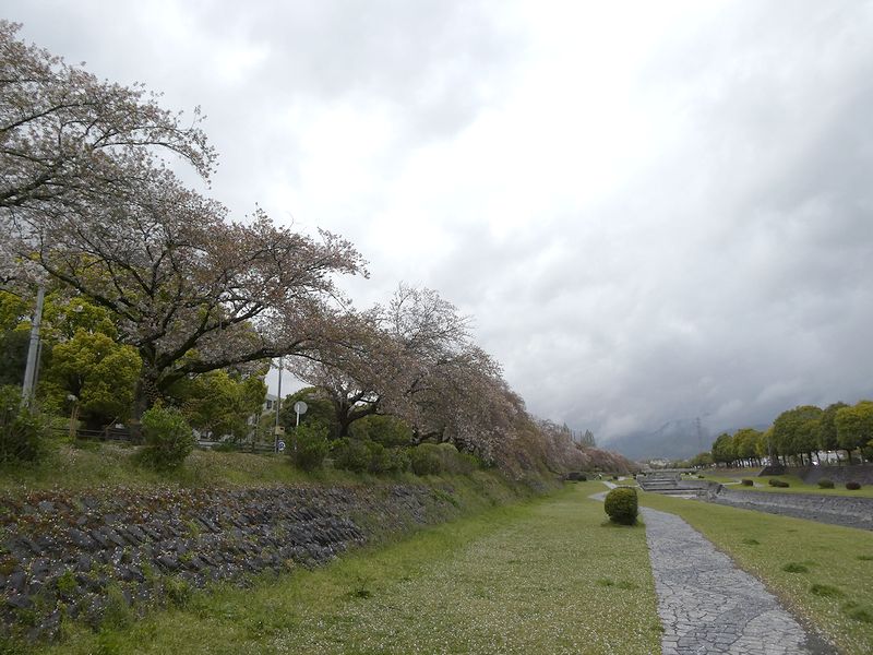 カルチャーパーク前の桜03-2026.04.10