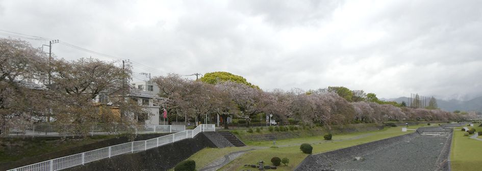 富士見大橋から見た桜01-2026.04.10