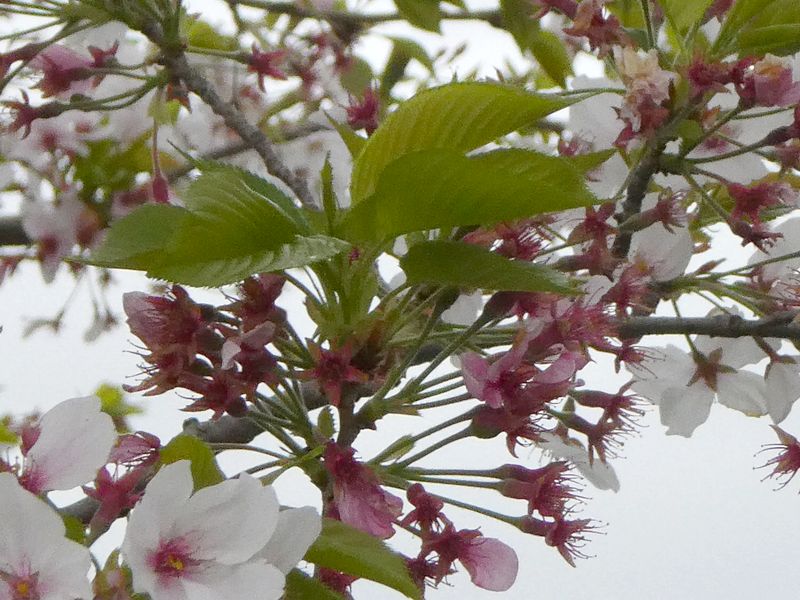 秦野市役所の桜01-2026.04.10