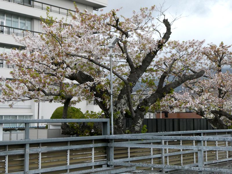 秦野市役所の桜02-2026.04.10