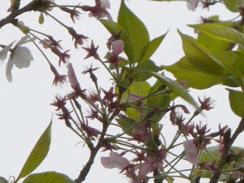 はだの桜みちの桜01-2026.04.10
