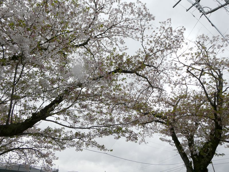 はだの桜みちの桜02-2026.04.10