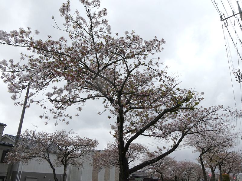 はだの桜みちの桜03-2026.04.10