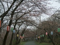 弘法山の桜02