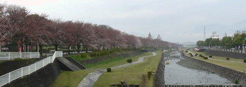 水無川沿い桜並木
