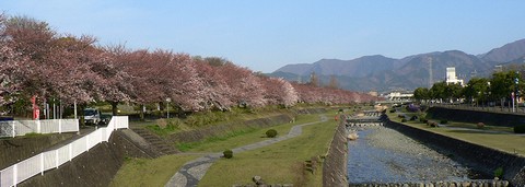 水無川沿い桜並木