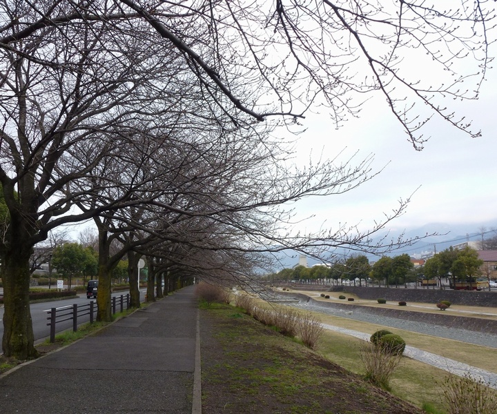 水無川沿いの桜02
